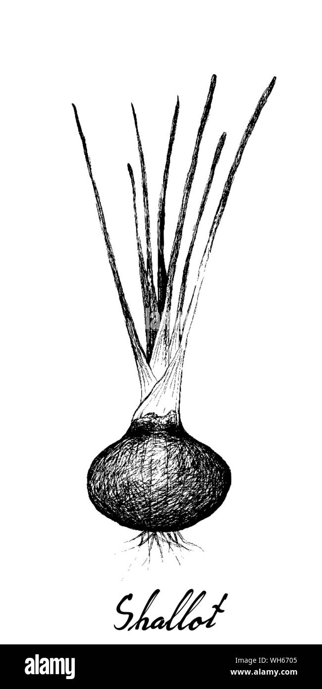 Kräuterpflanzen, Illustration Hand gezeichnete Skizze von frischen Schalotten, spanische Zwiebeln oder rote Zwiebeln zum Würzen in der Küche verwendet. Stock Vektor