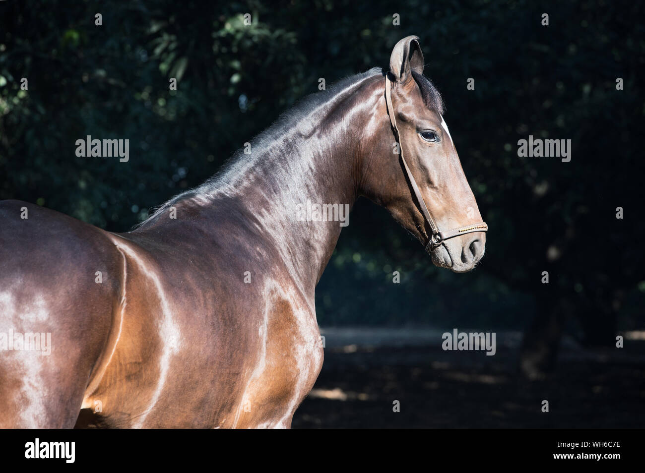 Seitenansicht der Braue Pferd während der sonnigen Tag Stockfoto
