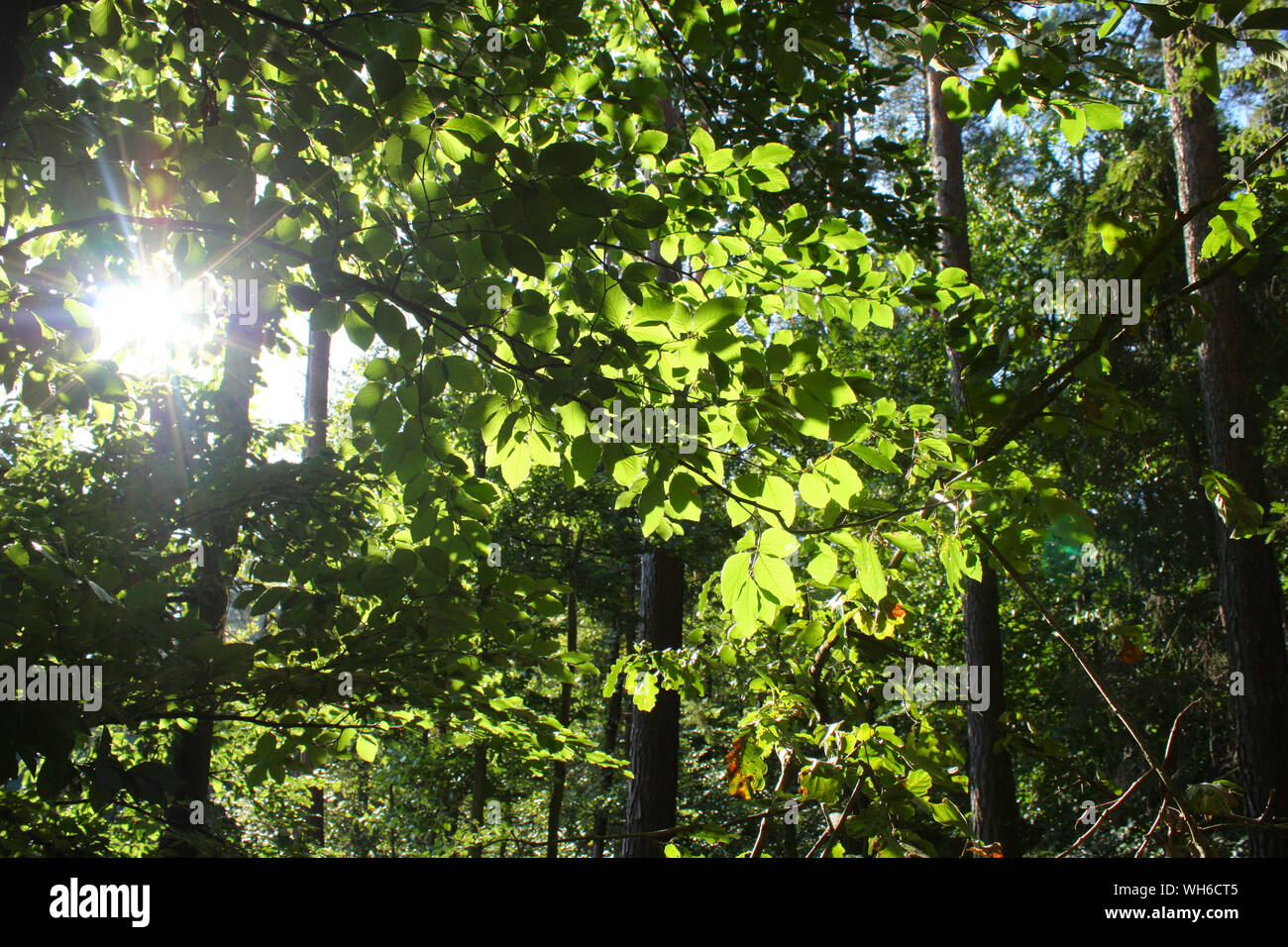 Dichten gemäßigt Wald - SUNBURST zwischen Bäumen Stockfoto