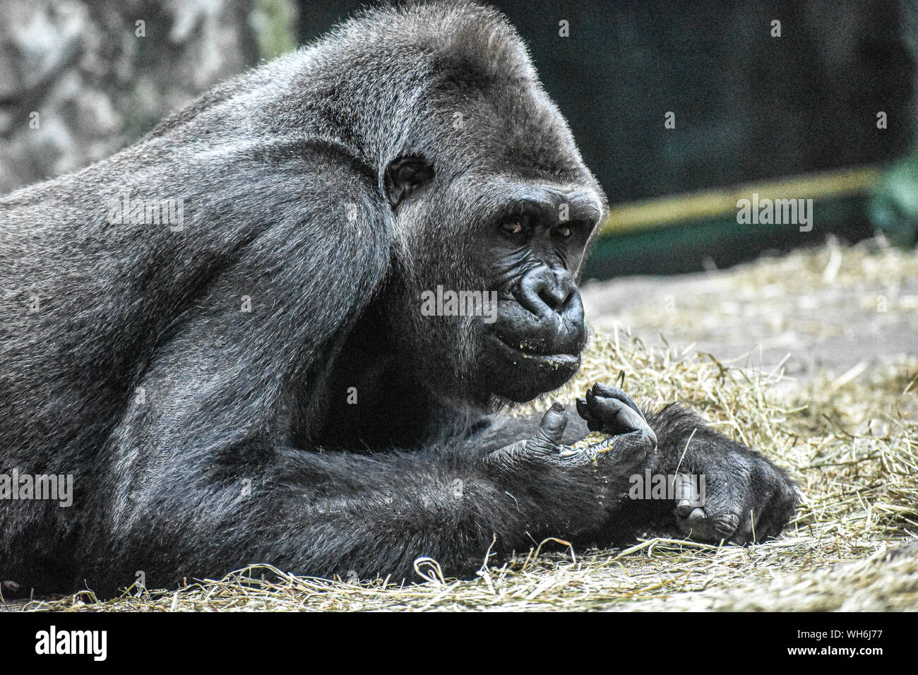 Kontemplative Gorilla Stockfoto