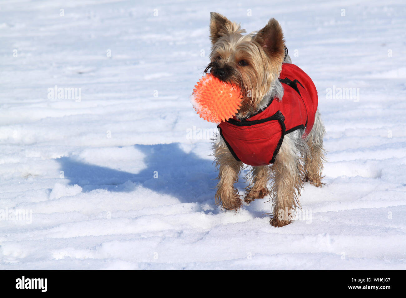 Yorkshire Terrier spielen mit Ball im Schnee Stockfoto