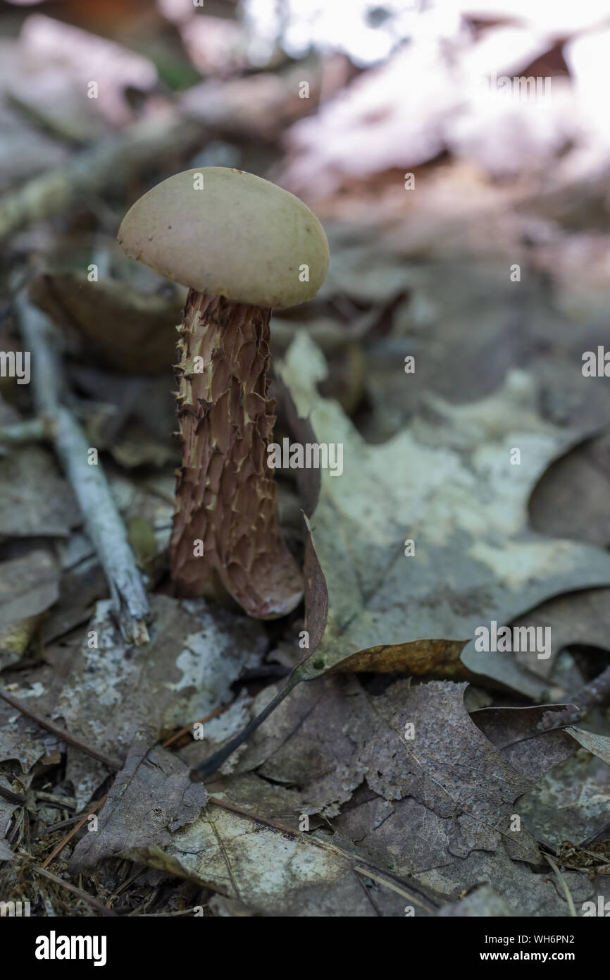 Wald Pilze in Maine Stockfoto