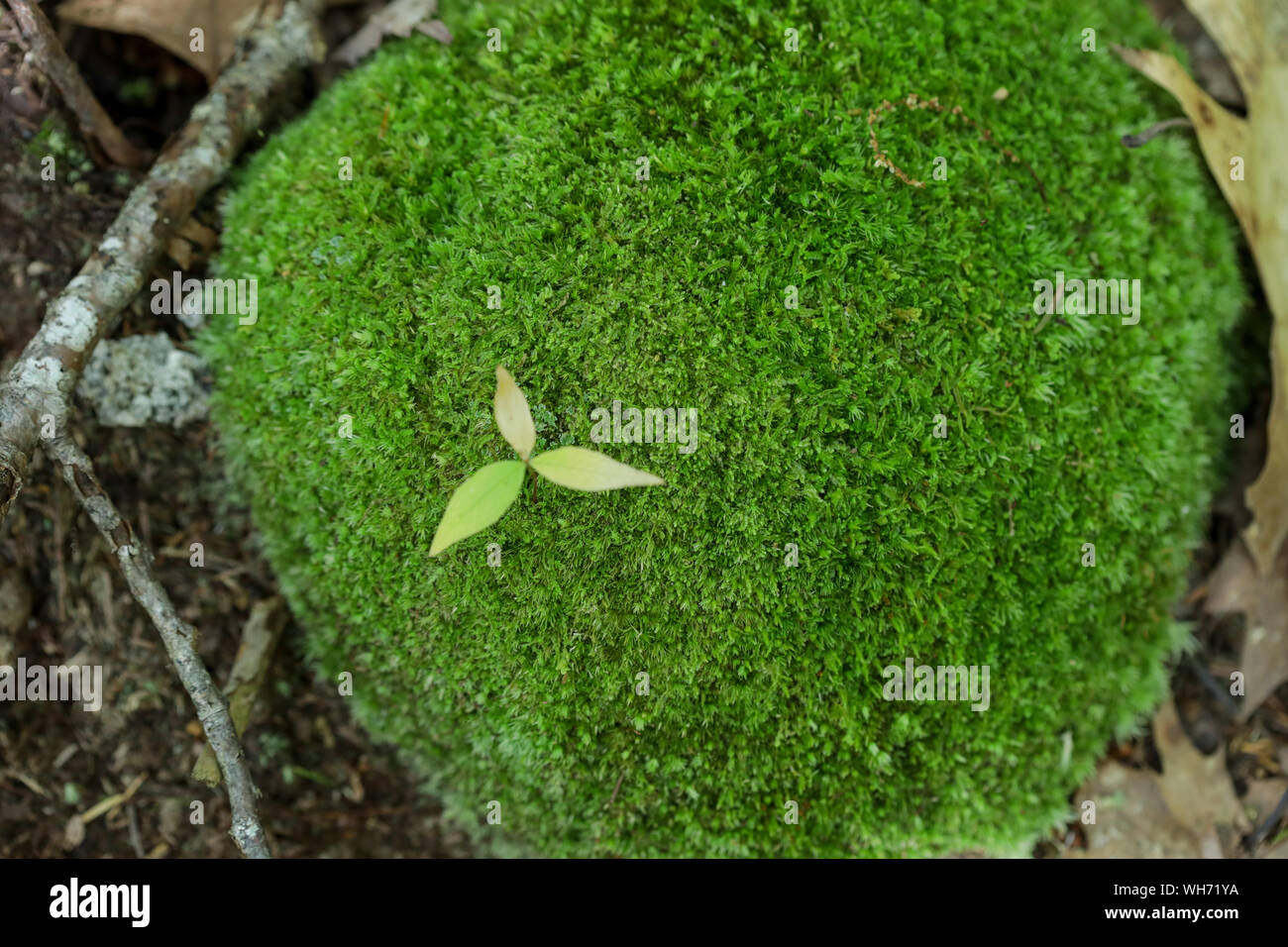 Wald Pilze in Maine Stockfoto