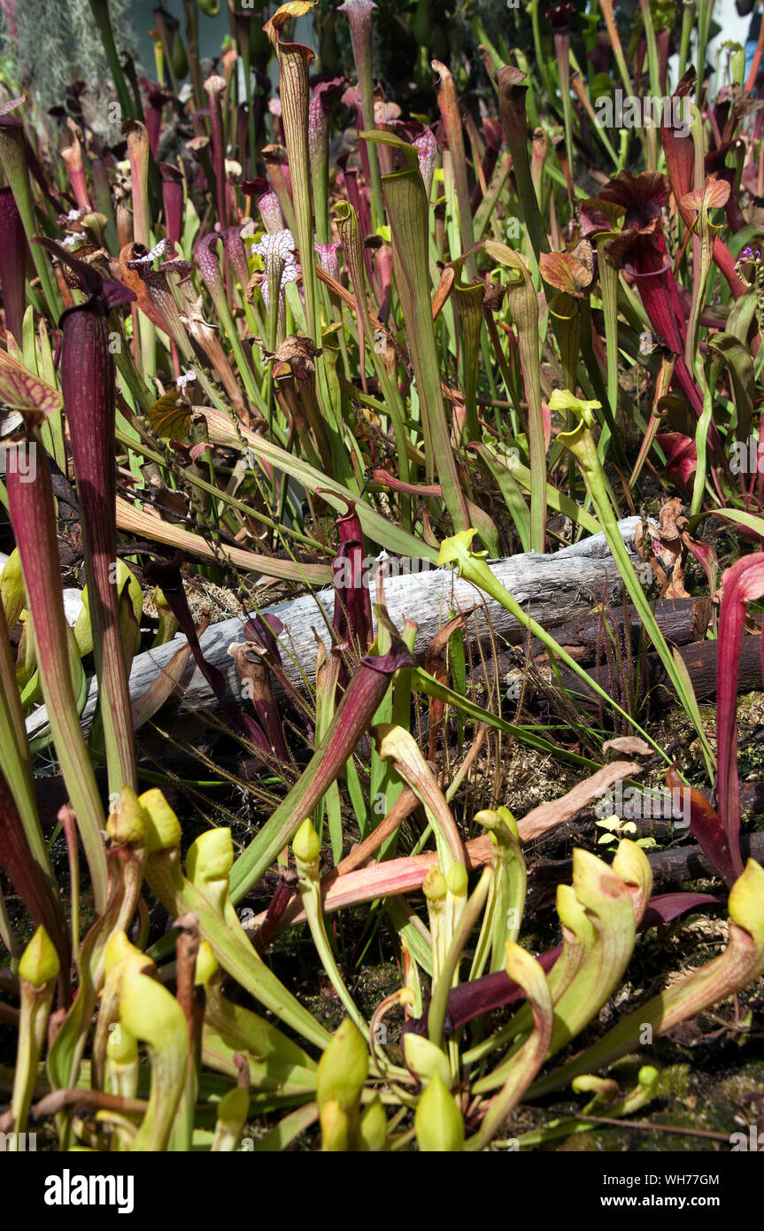 Sydney Australien, Garten der Trompete Krüge fleischfressende Pflanzen Stockfoto