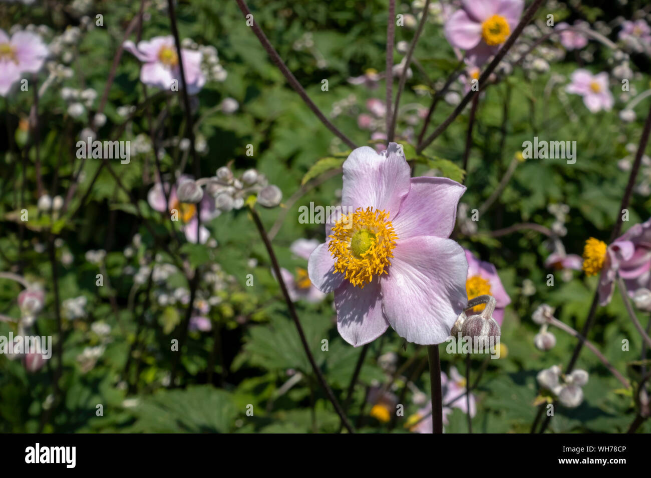 Nahaufnahme von rosa japanische Anemone Anemone Blumen Blüte im Sommer England UK Vereinigtes Königreich GB Großbritannien Stockfoto