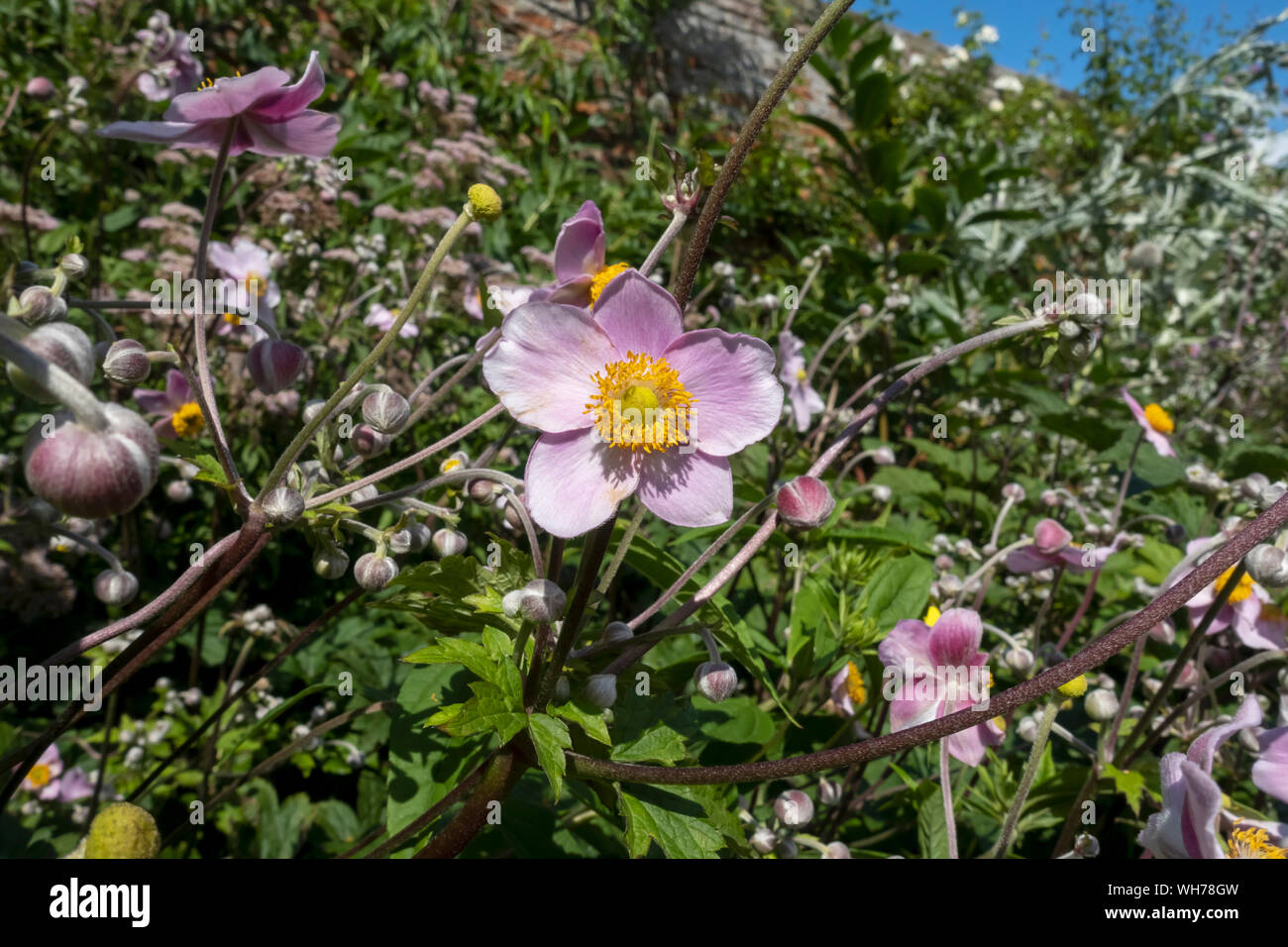 Nahaufnahme von rosa japanische Anemone Anemone Blumen Blüte im Sommer England UK Vereinigtes Königreich GB Großbritannien Stockfoto