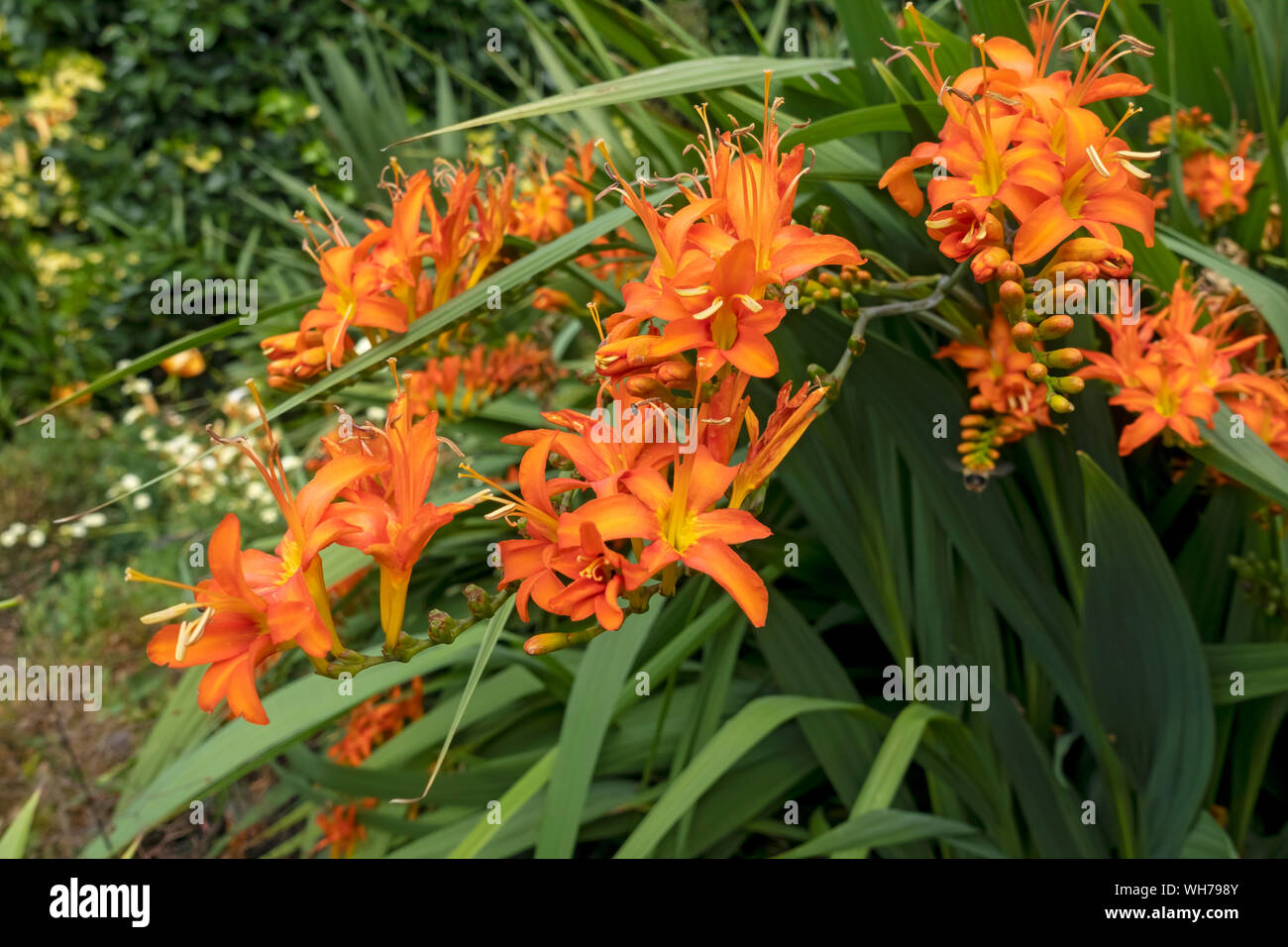 Nahaufnahme von Orange crocosmia (montbretia) Blume blühenden Blumen im Sommer England UK Vereinigtes Königreich GB Großbritannien Stockfoto