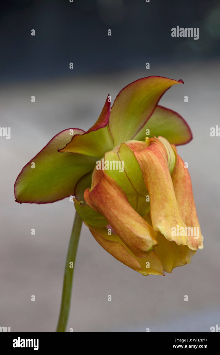 Sydney Australien, Blume einer kannenpflanze oder Trompete Krug mit gelben Blütenblättern Stockfoto
