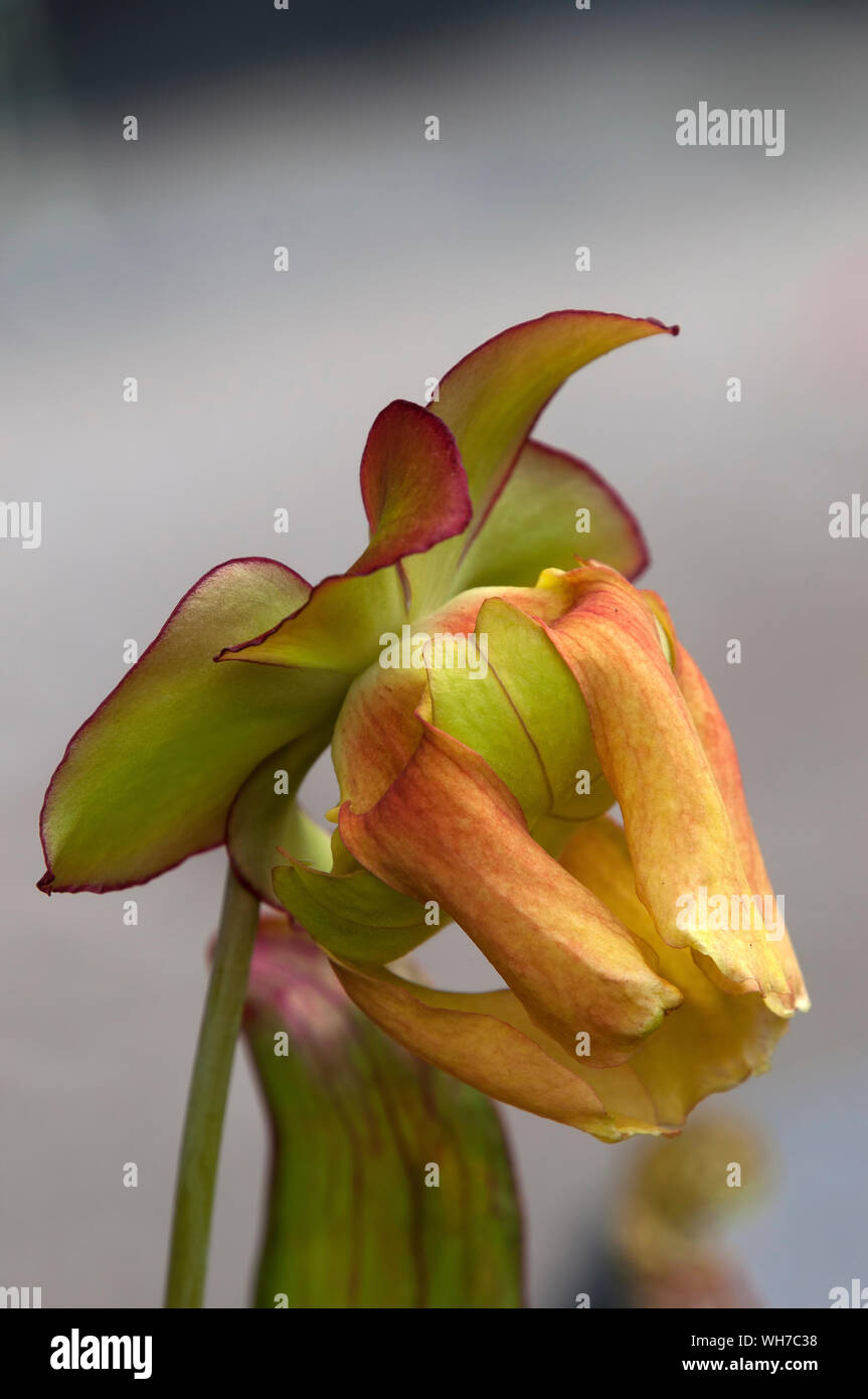 Sydney Australien, Blume einer kannenpflanze oder Trompete Krug mit gelben Blütenblättern Stockfoto