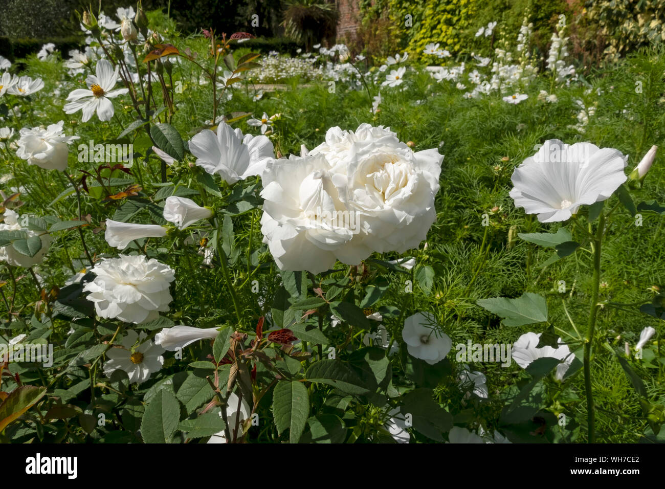 Gemischte Grenze von weißen Blumen Blüte in einem Garten Grenze im Sommer England Vereinigtes Königreich GB Großbritannien Stockfoto