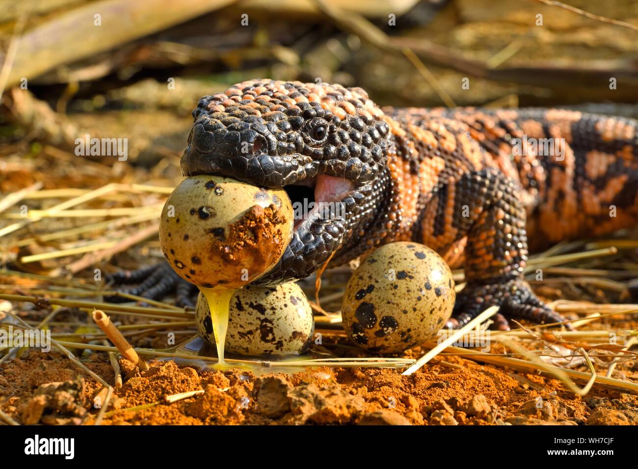 Gila monster (Heloderma suspectum) Essen von Eiern, Captive, Arizona, USA Stockfoto