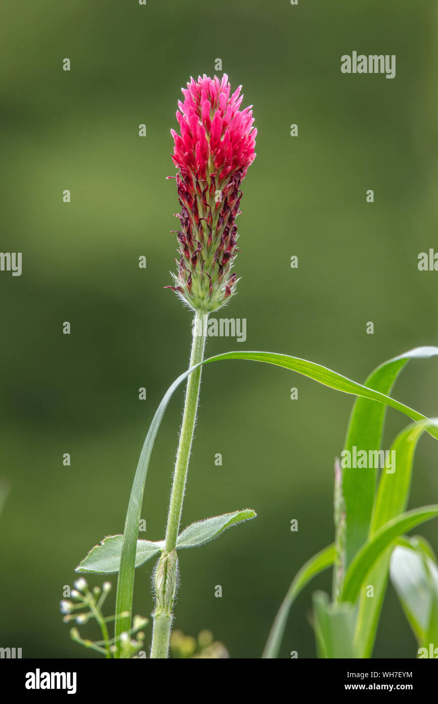 Trifolium incarnatum, Natur, Pflanze, Schweiz, Purpurroter Klee,  Italienisch Klee, rot Stockfotografie - Alamy