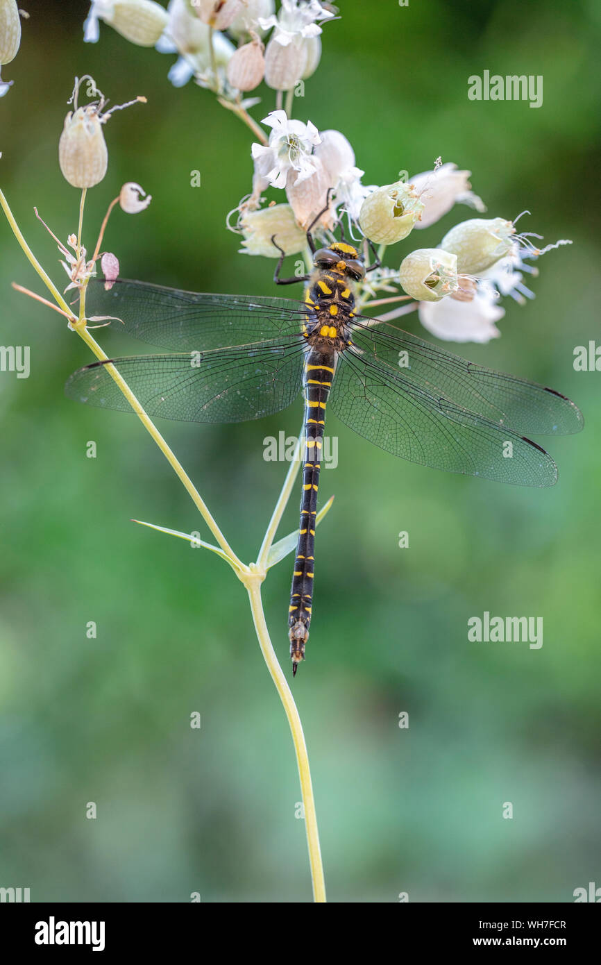 Cordulegaster boltonii, Schweiz, Natur, Insekt, golden-Dragonfly beringt, Libelle Stockfoto