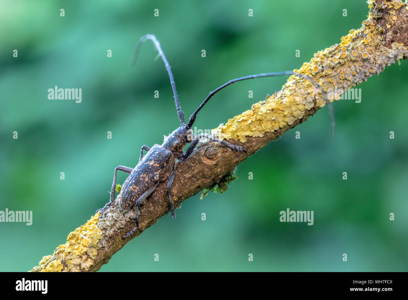 Monochamus galloprovincialis, in der Schweiz, Natur, Insekten, Käfer, Longhorn Beetle, Kiefer sawyer Käfer, schwarz Kiefer sawyer Käfer Stockfoto
