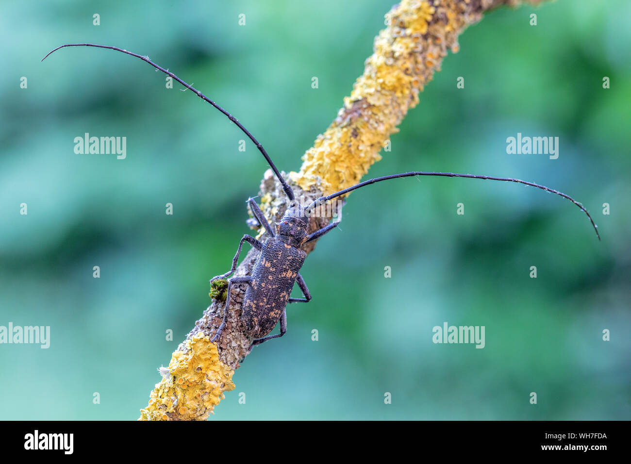 Monochamus galloprovincialis, in der Schweiz, Natur, Insekten, Käfer, Longhorn Beetle, Kiefer sawyer Käfer, schwarz Kiefer sawyer Käfer Stockfoto