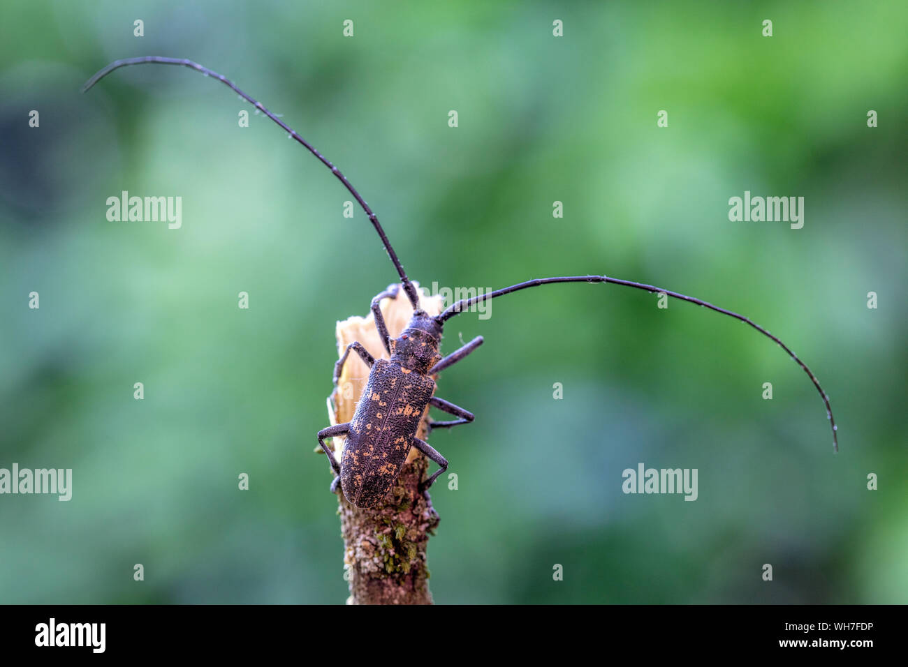 Monochamus galloprovincialis, in der Schweiz, Natur, Insekten, Käfer, Longhorn Beetle, Kiefer sawyer Käfer, schwarz Kiefer sawyer Käfer Stockfoto