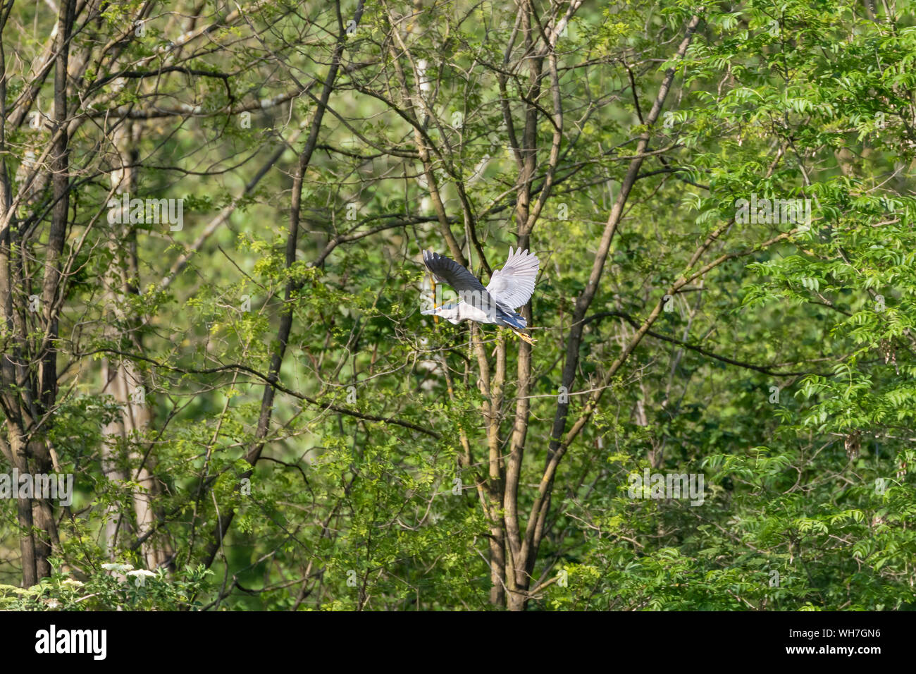 Schwarz gekrönt Night Heron-Héron bihoreau (Nycticorax nycticorax), Auvergne, Frankreich. Stockfoto