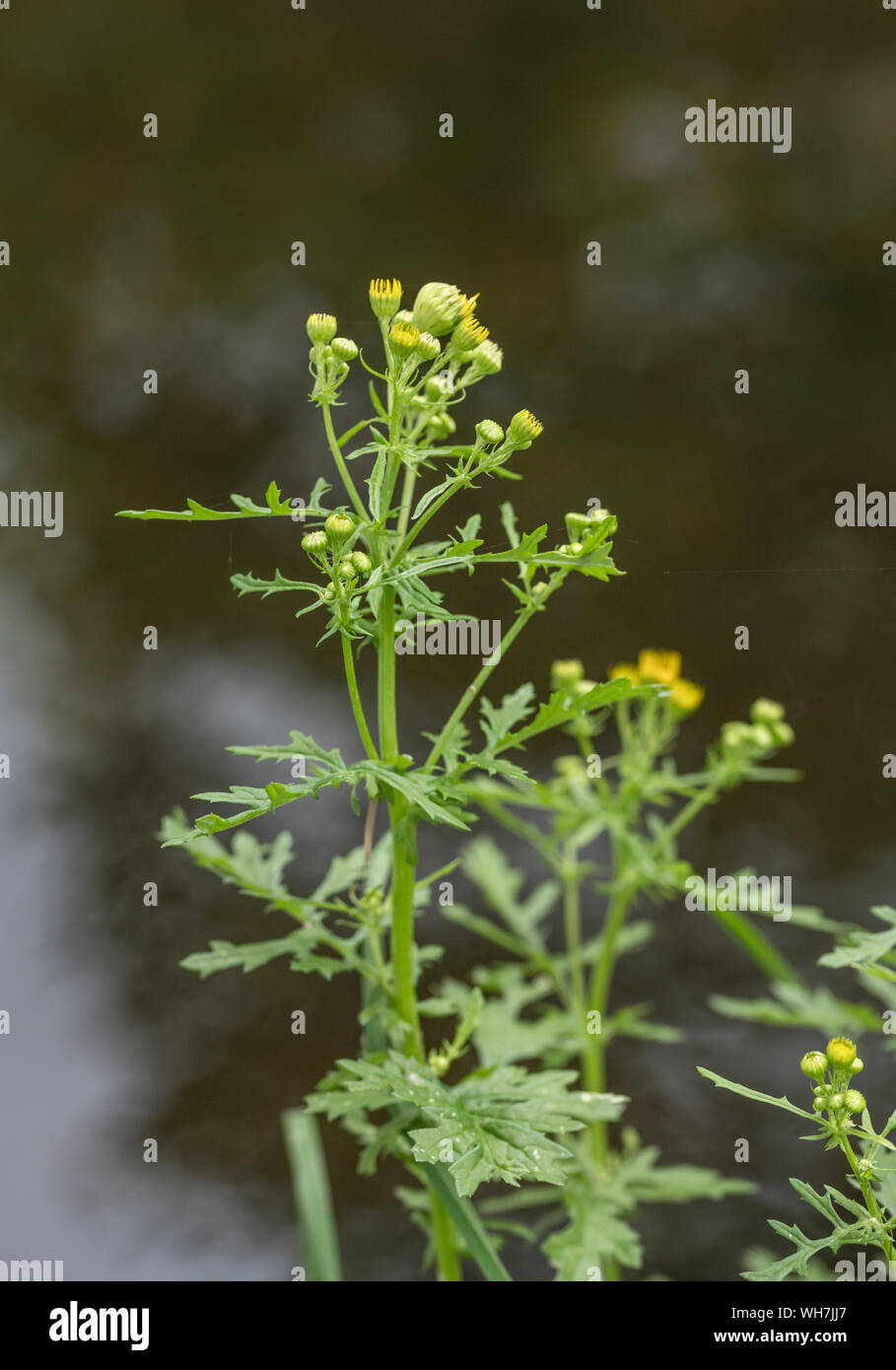 Gelbe Blumen von Common Ragwort/Extensa vulgaris der Asteraceae Familie wächst durch den Fluss. Ein schädigendes störende landwirtschaftliche Unkrautbekämpfung unter Unkraut Akt Stockfoto