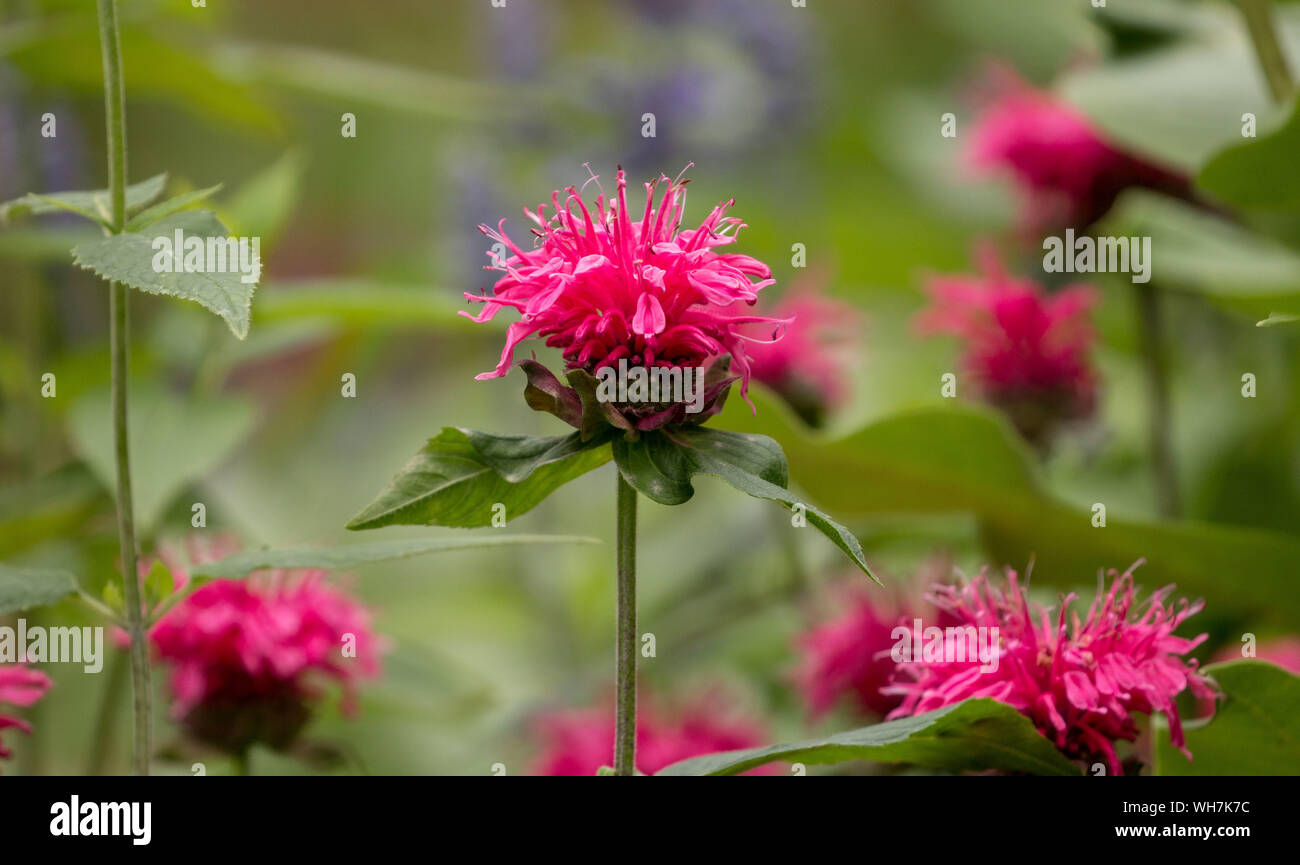 Nahaufnahme von rosa ein Feld von Biene Balsam (Monarda) blühen im Garten, Quebec, Kanada Stockfoto