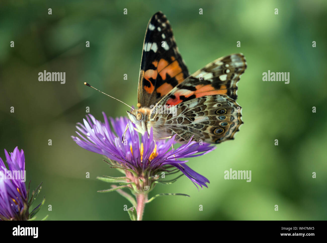 Nahaufnahme der Distelfalter Schmetterling Fütterung auf lila Aster (Vanessa cardui) im Herbst Migration, Kanada Stockfoto