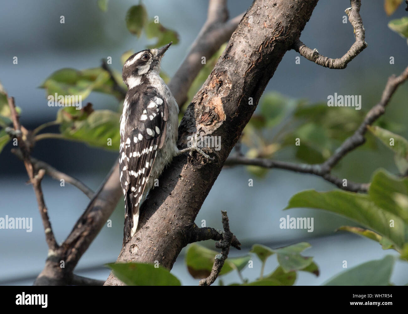 Nahaufnahme von Downy Woodpecker (Drybates pubescens) hocken auf Niederlassung im Frühjahr, Quebec, Kanada Stockfoto