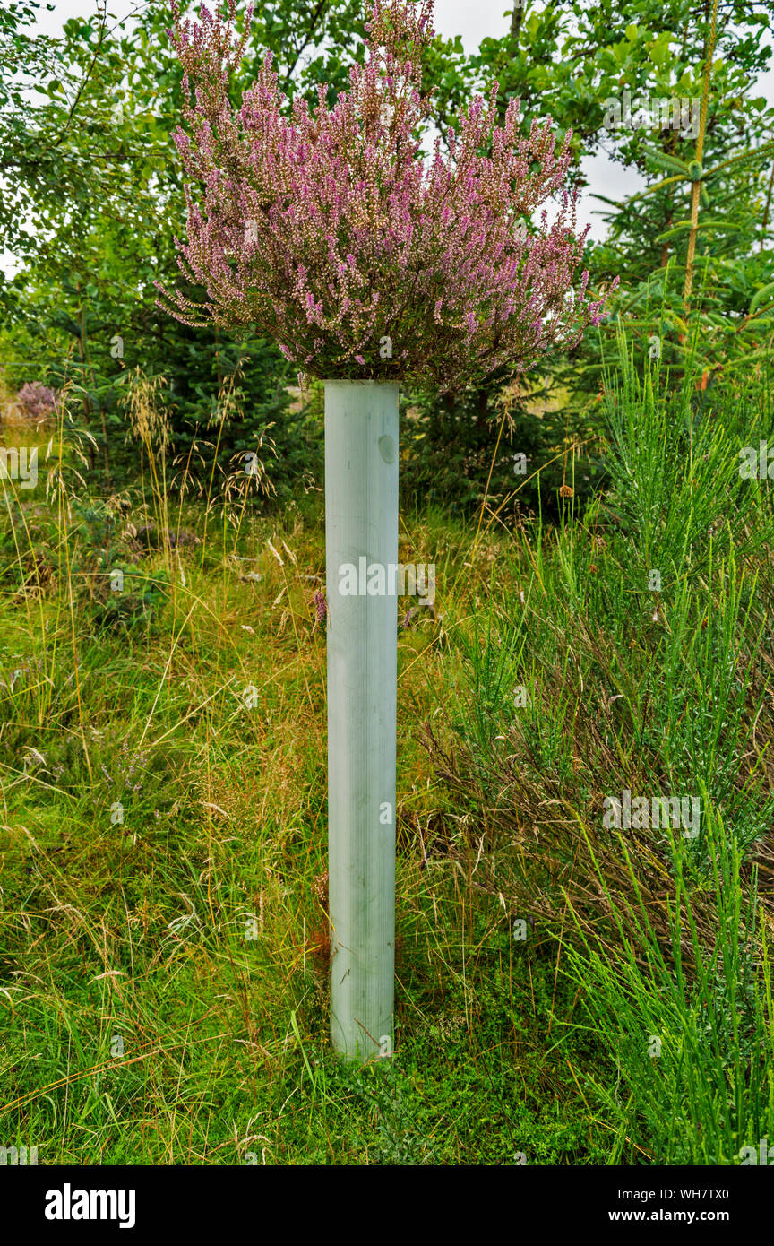 Heidekraut Calluna vulgaris WÄCHST DURCH EINEN BAUM TIERHEIM ROHR HIGHLANDS SCHOTTLAND ENDE SOMMER Stockfoto