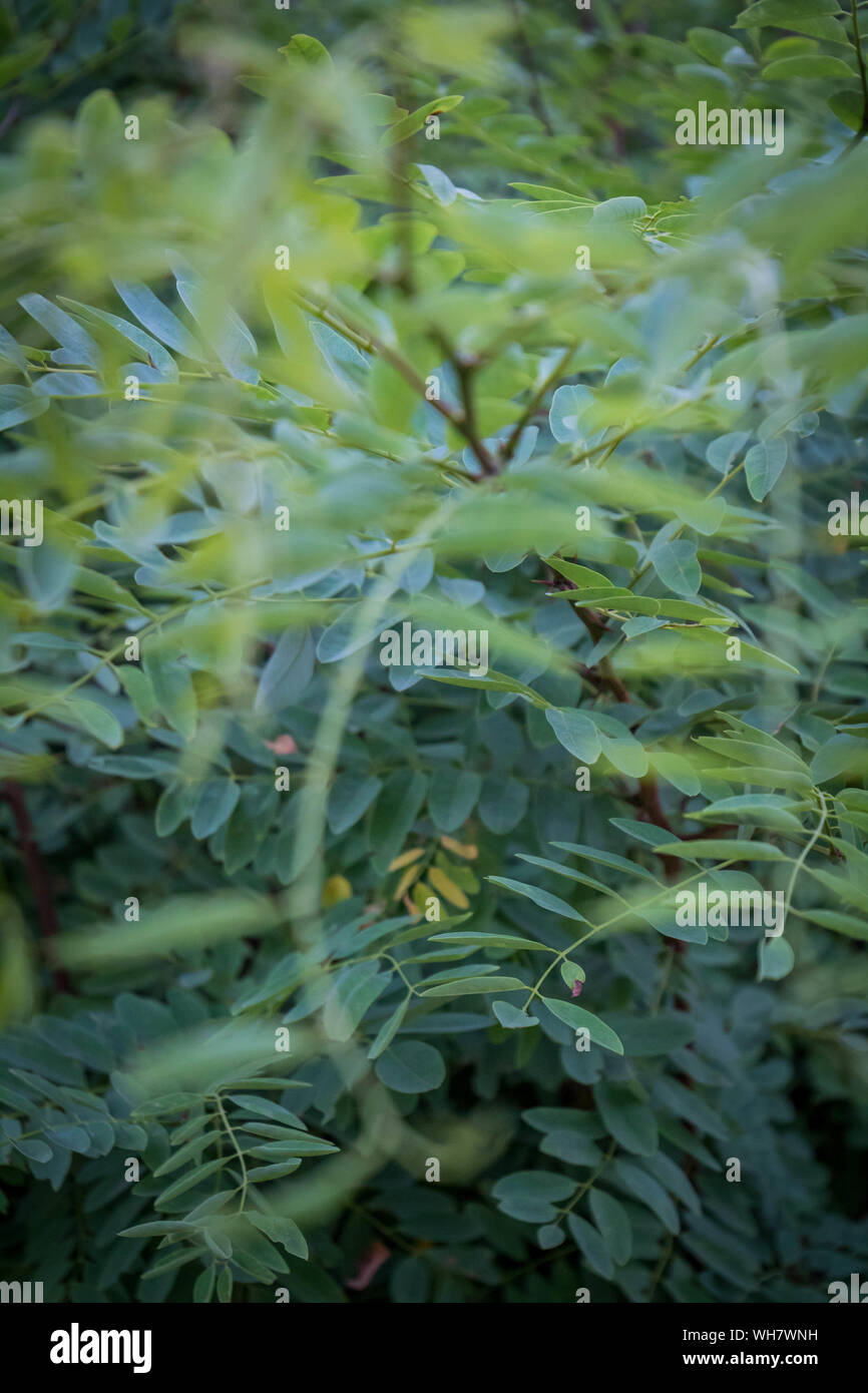Feld, Gras, Blumen & Bäume in Indiana, Illinois und Wisconsin Stockfoto