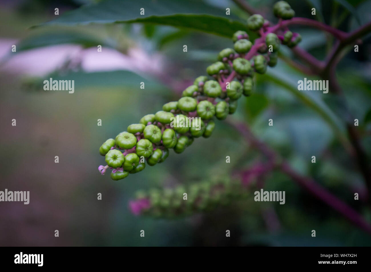 Feld, Gras, Blumen & Bäume in Indiana, Illinois und Wisconsin Stockfoto