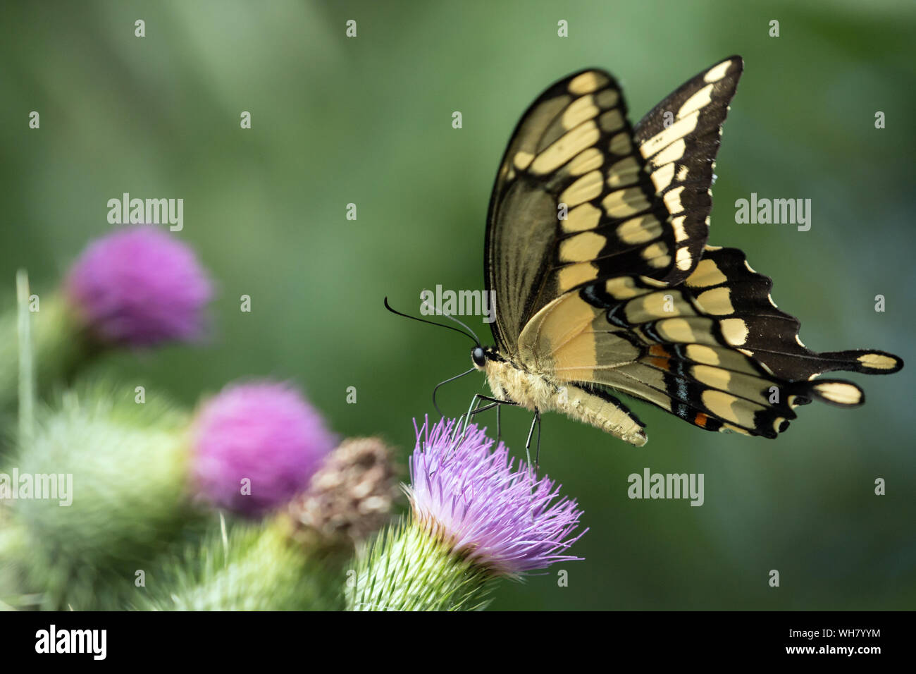Nahaufnahme von Giant Swallowtail butterfly (Papilio cresphontes) auf Distel, Ontario, Kanada Stockfoto