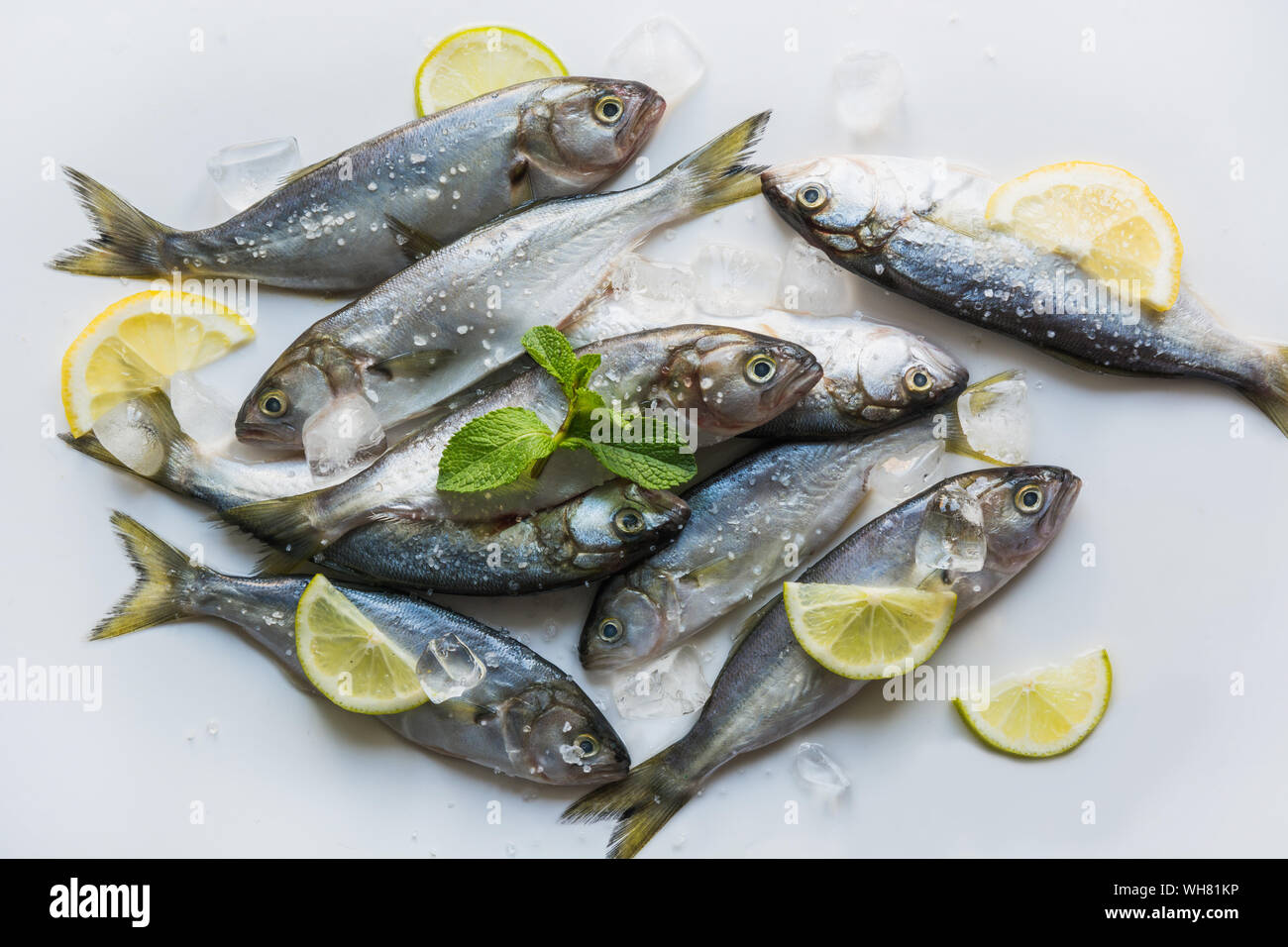 Bluefish des Schwarzen Meeres mit Zitrone und Minze für Marinade auf weißem Hintergrund. Fisch Muster. Ansicht von oben. Haken Fisch. Stockfoto