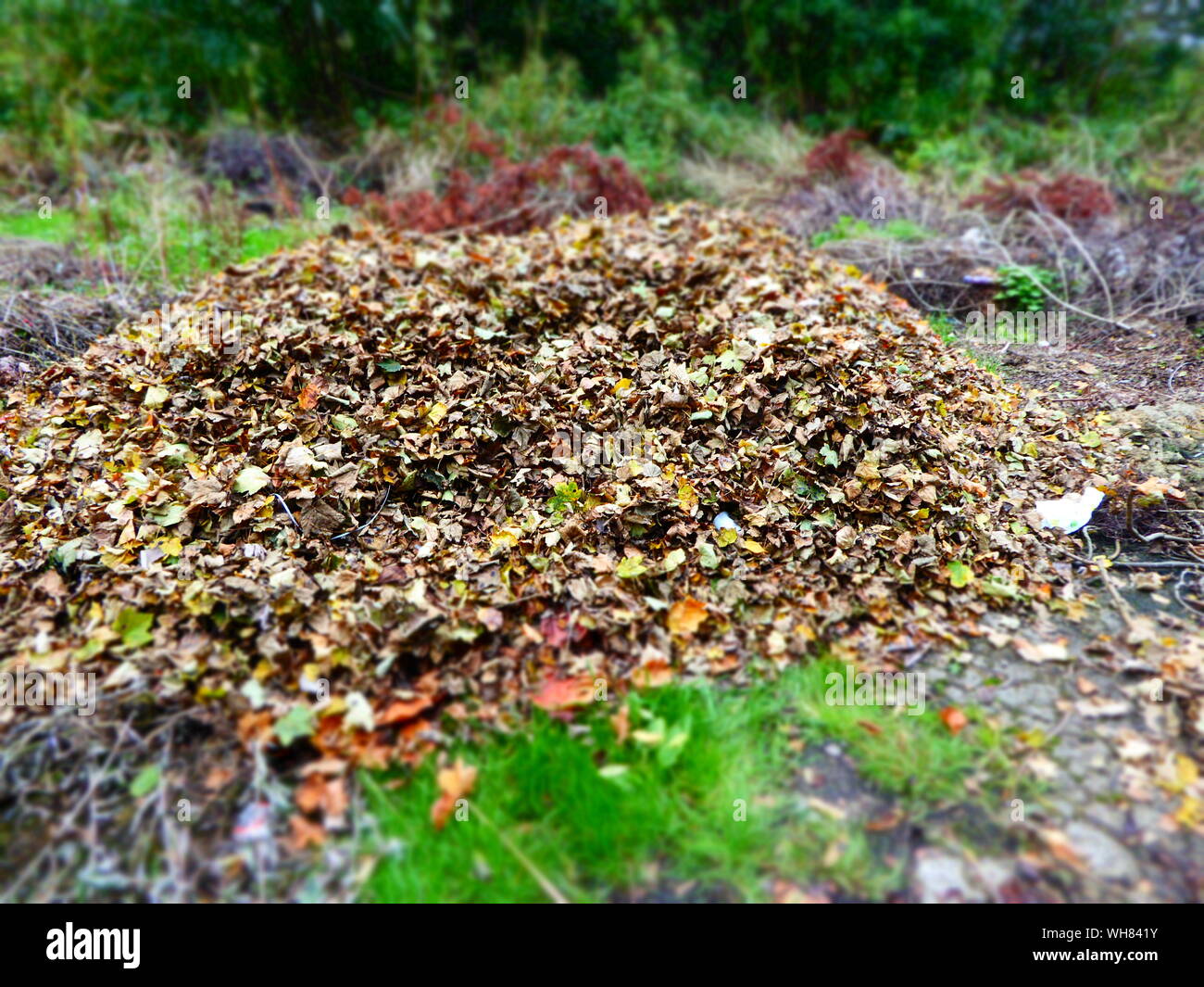 Stapel der Trockene Blätter Stockfoto