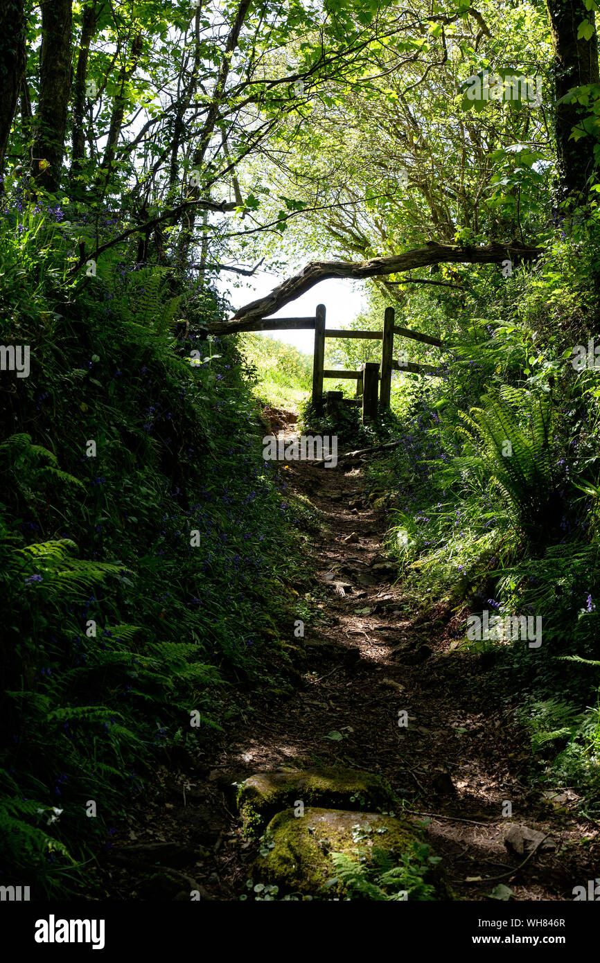 Einen Fußweg durch ein dicht bewaldeten Gebiet in der Nähe von Camborne, Cornwall, mit einem Stil am Ende von Wellen von hellem Sonnenlicht eingedrungen Stockfoto