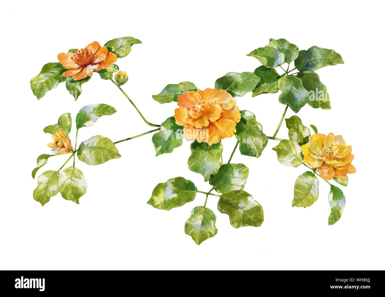 Aquarell von Blättern und Blumen auf weißem Hintergrund Stockfoto