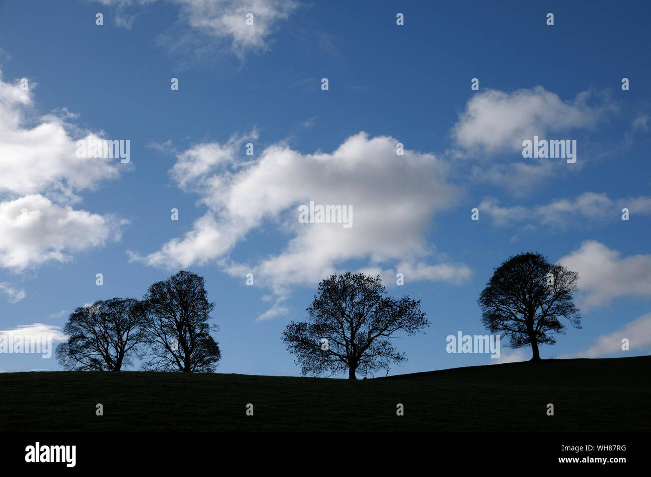 Bäume in Silhouette gegen den blauen Himmel und Wolken, Lake District, England, Großbritannien Stockfoto