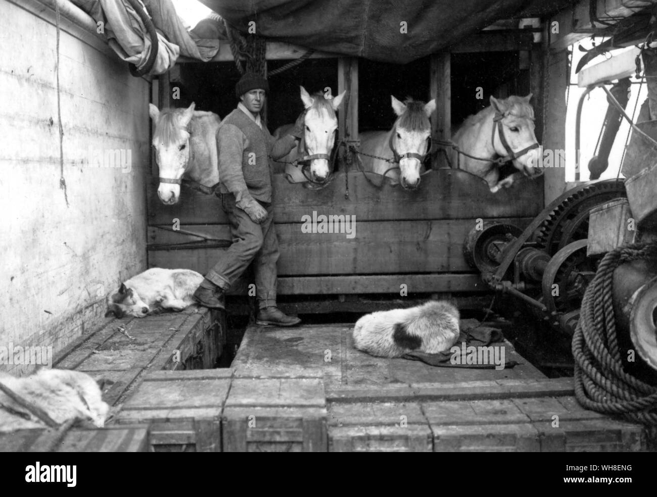 Captain Oates und einige seiner Ponys. Lawrence Edward Gnade Oates (1880-1912) war eine britische Antarktis auf Letzten Scott's Expedition. Antarktis: Der letzte Kontinent, der von Ian Cameron Seite 181. Stockfoto