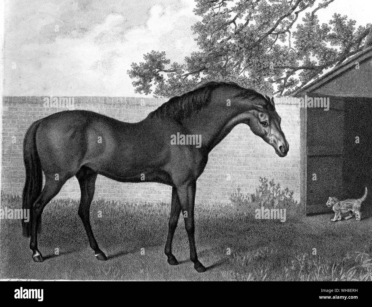Die Godolphin Arabian 1704. Die Godolphin Arabian (ca 1724-1754), auch als die Godolphin Barb bekannt, war einer von drei Pferde, die die Gründer der modernen Vollblüter Pferderennen brutbeständen. Alle modernen Thoroughbreds Abstieg von drei Hengste nach England aus dem Nahen Osten im späten 17. und frühen 18. Jahrhundert: die Darley Arabian, die godolphin Arabian und die Byerly Turk, zusammen mit rund 35 Stuten. Die Geschichte der Pferderennen von Roger Longrigg, Seite 61. Stockfoto