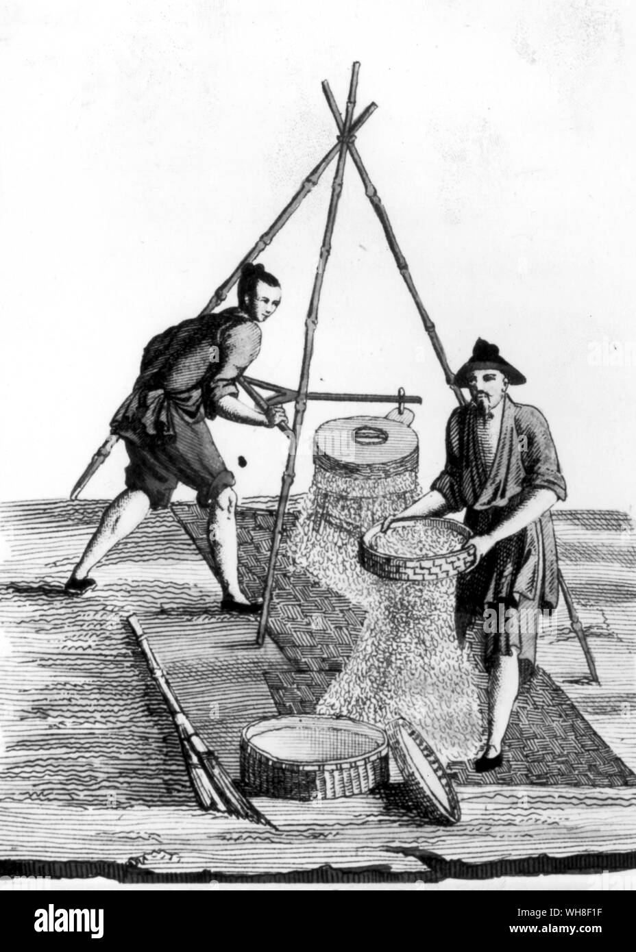 Schleifen Reis 1811 AD. . Stockfoto
