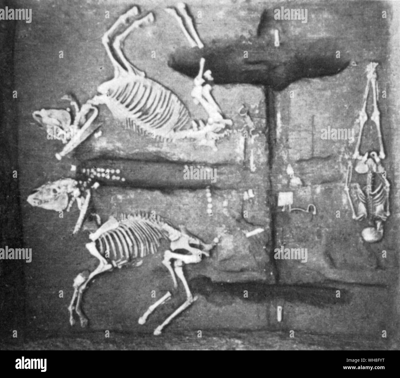 Einer ausgegrabenen chariot Beerdigung mit den zwei Pferde und Fahrer. Shang Dynastie (Ca. 1600 v. Chr. - Ca. 1046 v. Chr.). Die Schätze und Dynastien Chinas, Seite 19. Stockfoto Einer ausgegrabenen chariot Beerdigung mit den zwei Pferde und Fahrer. Shang Dynastie (Ca. 1600 v. Chr. - Ca. 1046 v. Chr.). Die Schätze und Dynastien Chinas, Seite 19. Stockfoto