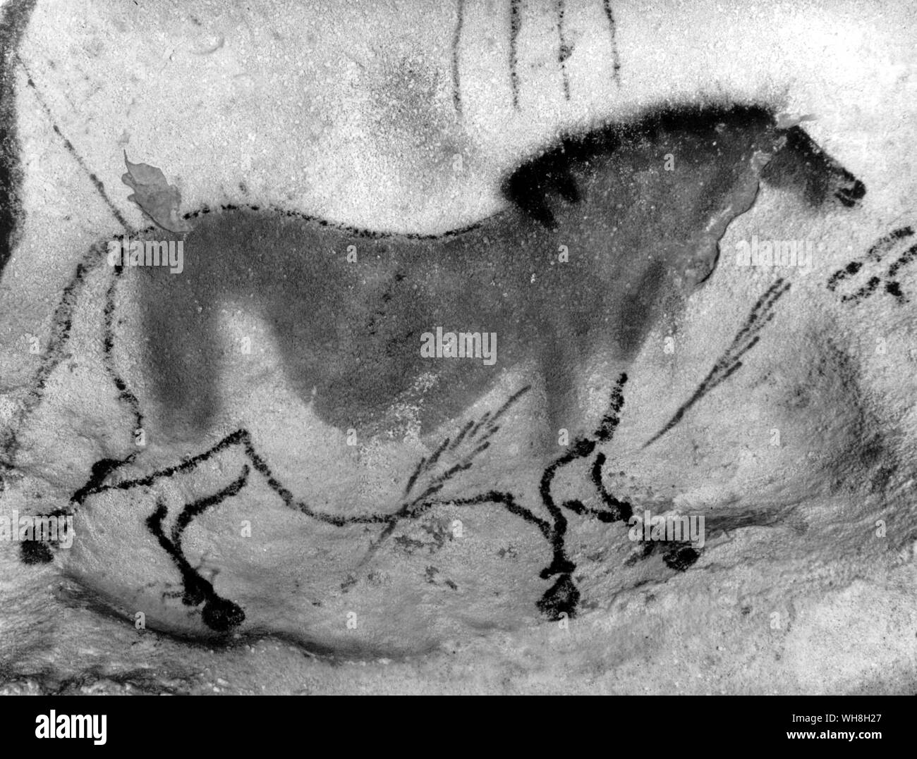 Pferd in der prähistorischen Kunst Felszeichnungen und Gravuren,. 300.000 - 10.000 BC, Aurignacien, Solutrean und Magdalénien Kultur Perioden. Datum: Ca. 15.000-13.000 v. Chr. von Enzyklopädie des Pferdes auf Seite 275. Stockfoto