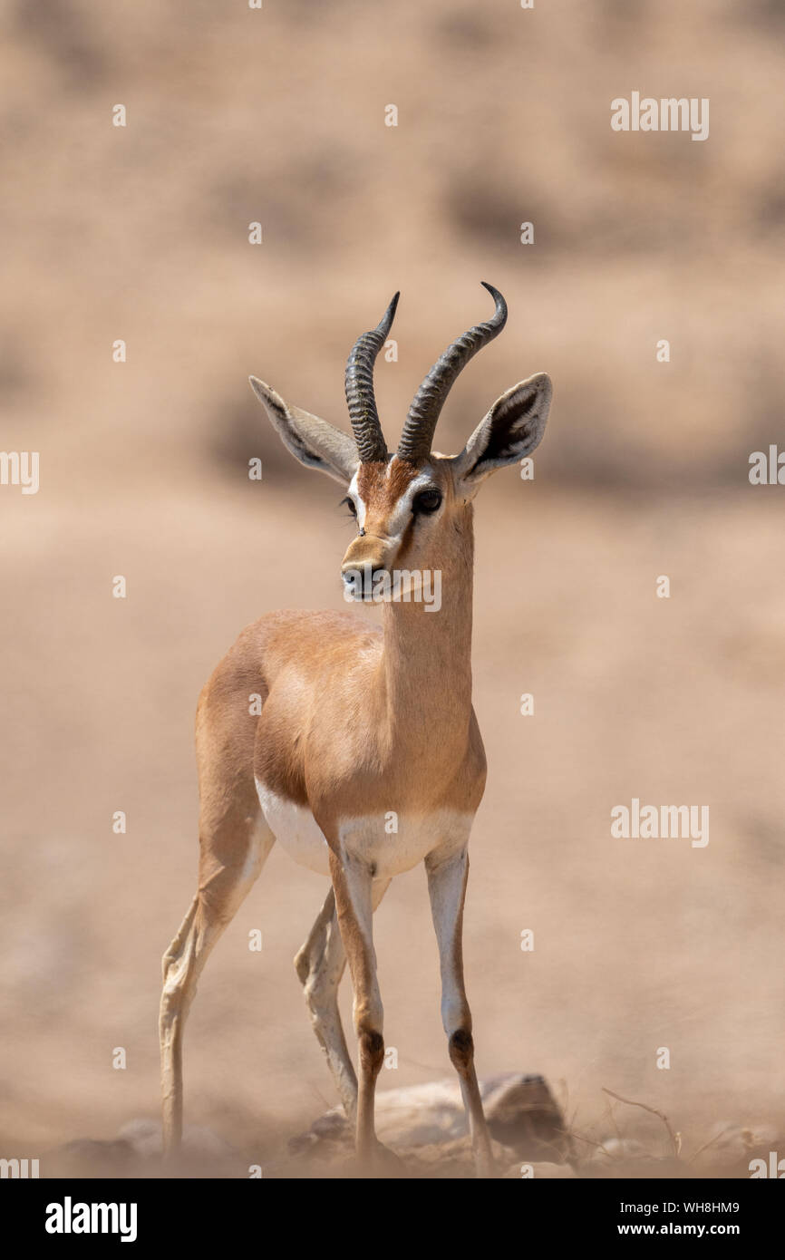 Männliche Dorcas Gazelle (Gazella dorcas) In der Wüste Negev Israel Stockfoto