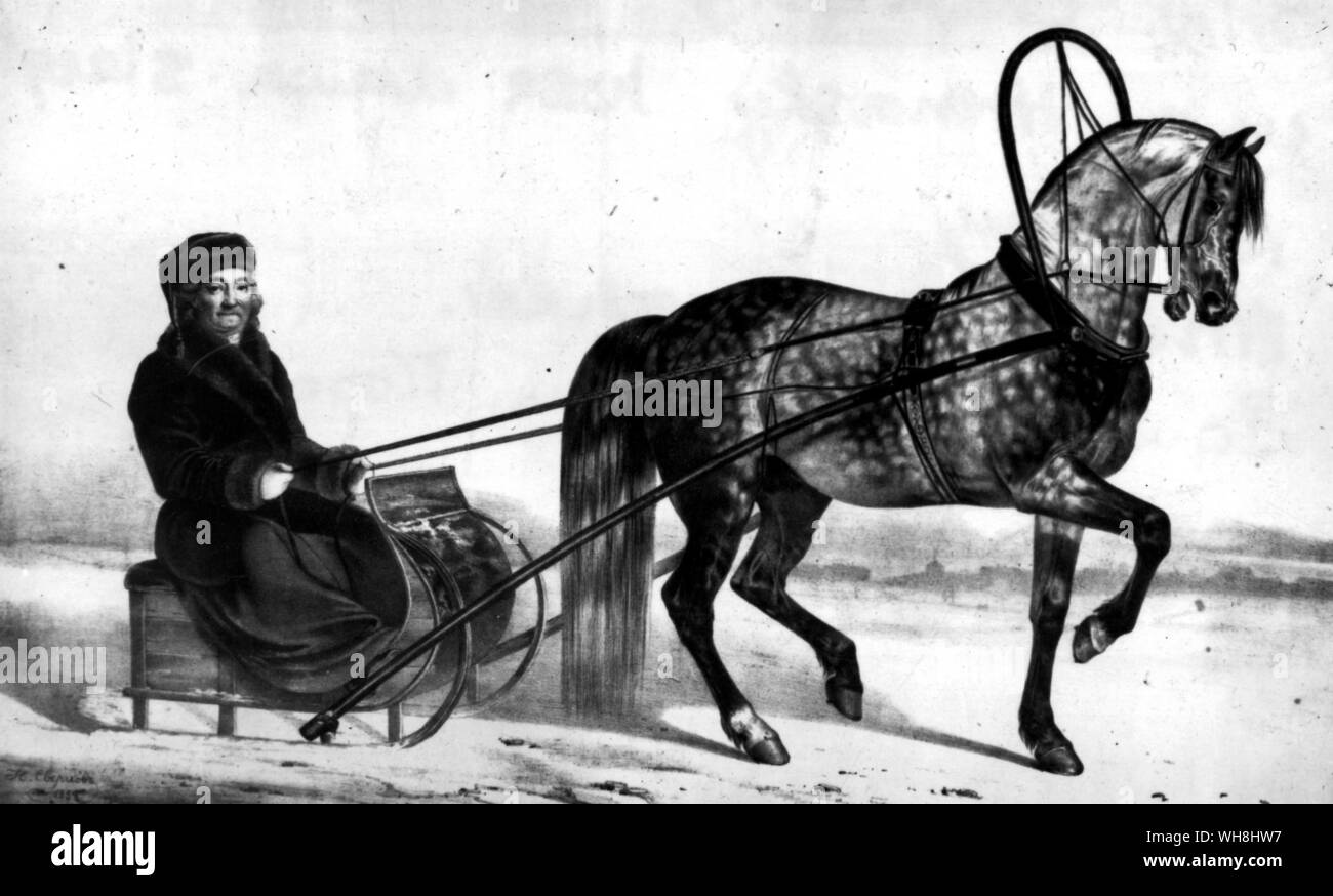 Barss wurde um 1785 von einem Arab-Friesland Kreuz gezüchtet - gezüchtete Hengst aus Friesland Mare. Diese Züchtung ist deutlich erkennbar in der Körperbau des Pferdes und Farbe. Seine Nachkommen waren die Orlovs, alle natürlichen trotters Biegen der Knie beim schreiten". Graf Orlow der beidhändigen Reining ähnelt die Amerikanische, nicht die Englischen Stil. Die Geschichte der Pferderennen von Roger Longrigg, Seite 104. Stockfoto