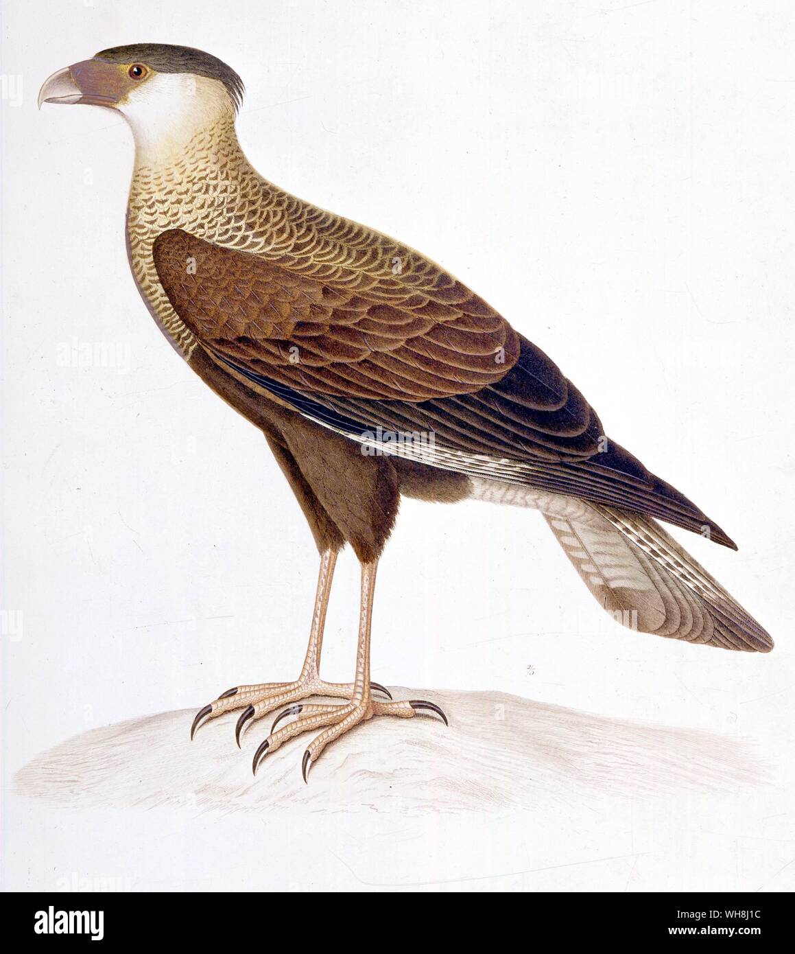 Aas-Fütterung Hawk (karakara vulgaris) von Darwin und der Beagle von Alan Moorhead, Seite 172. Stockfoto
