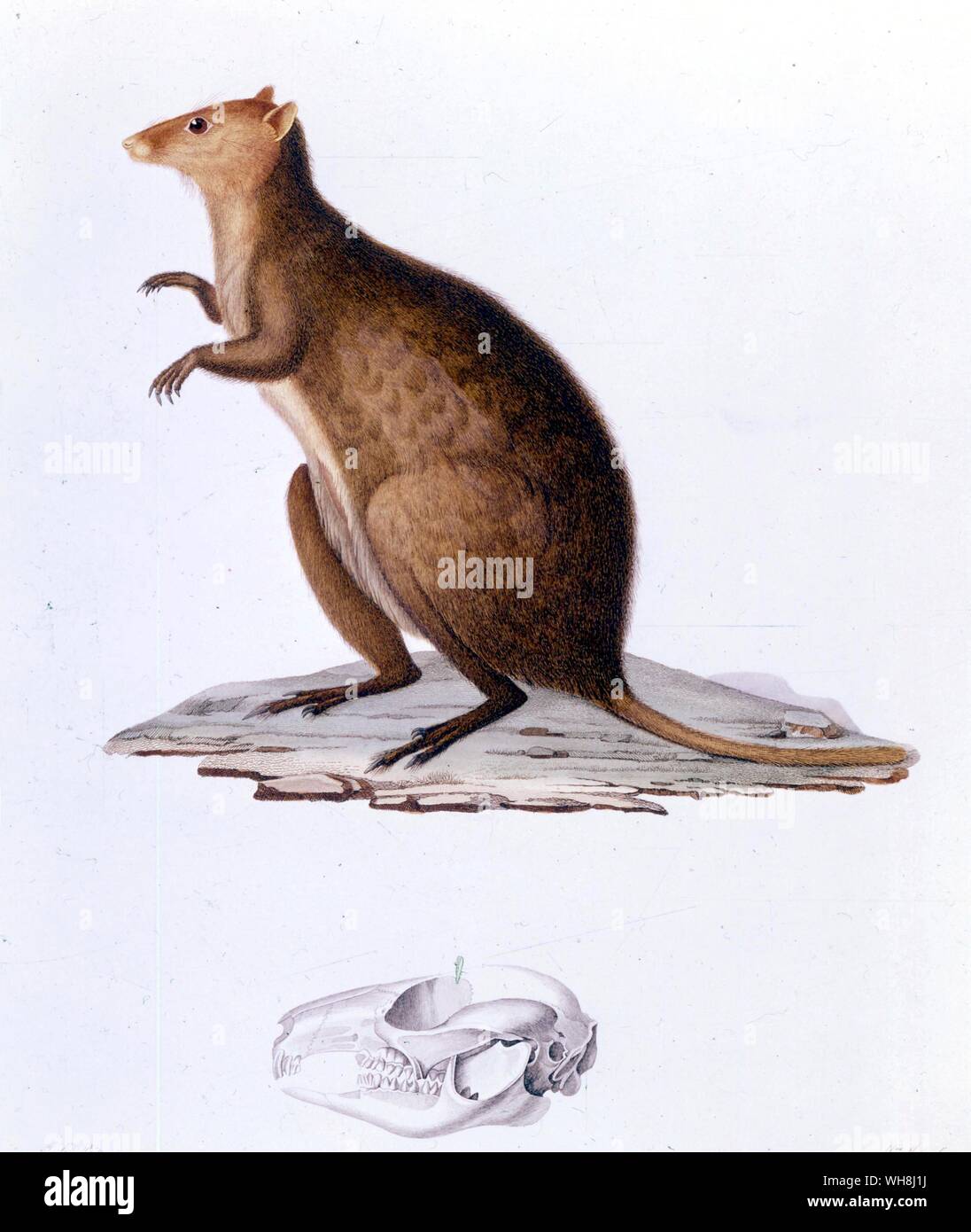 Das Wallaby oder short-tailed Kangaroo (Setonix Brachyurus), plus den Schädel. Von Darwin und der Beagle von Alan Moorhead. Stockfoto