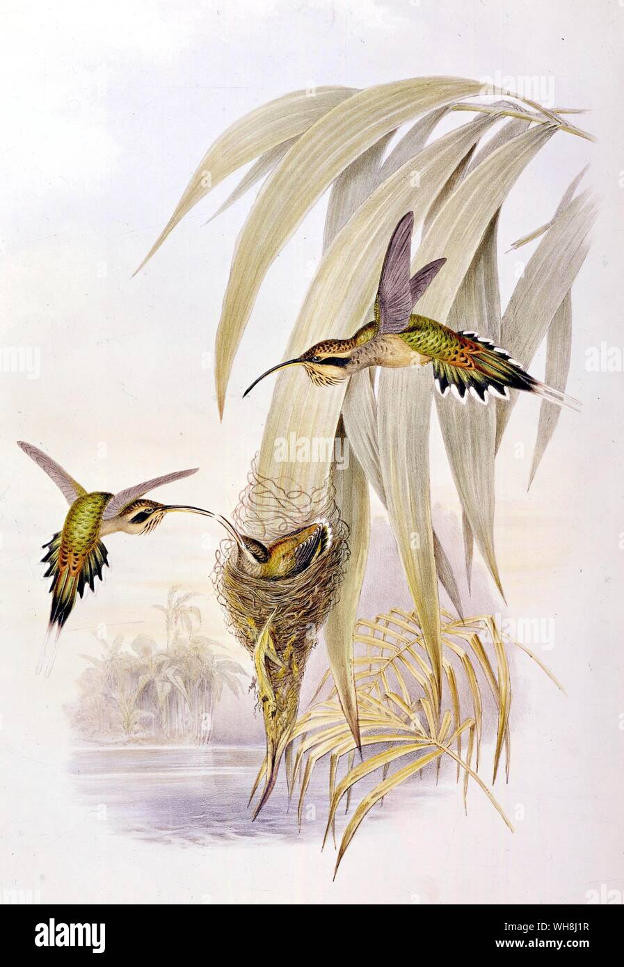 Der eurynome Einsiedler, einer Art von Kolibri (Phaethornis eurynome), von John Gould. Von Darwin und der Beagle von Alan Moorhead, Seite 73. Stockfoto