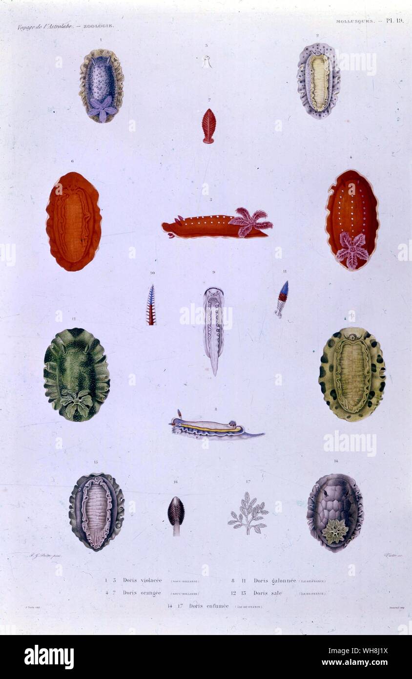 Arten von Doris, im südlichen Pazifik gefunden. Von Darwin und der Beagle von Alan Moorhead, Seite 209. Stockfoto