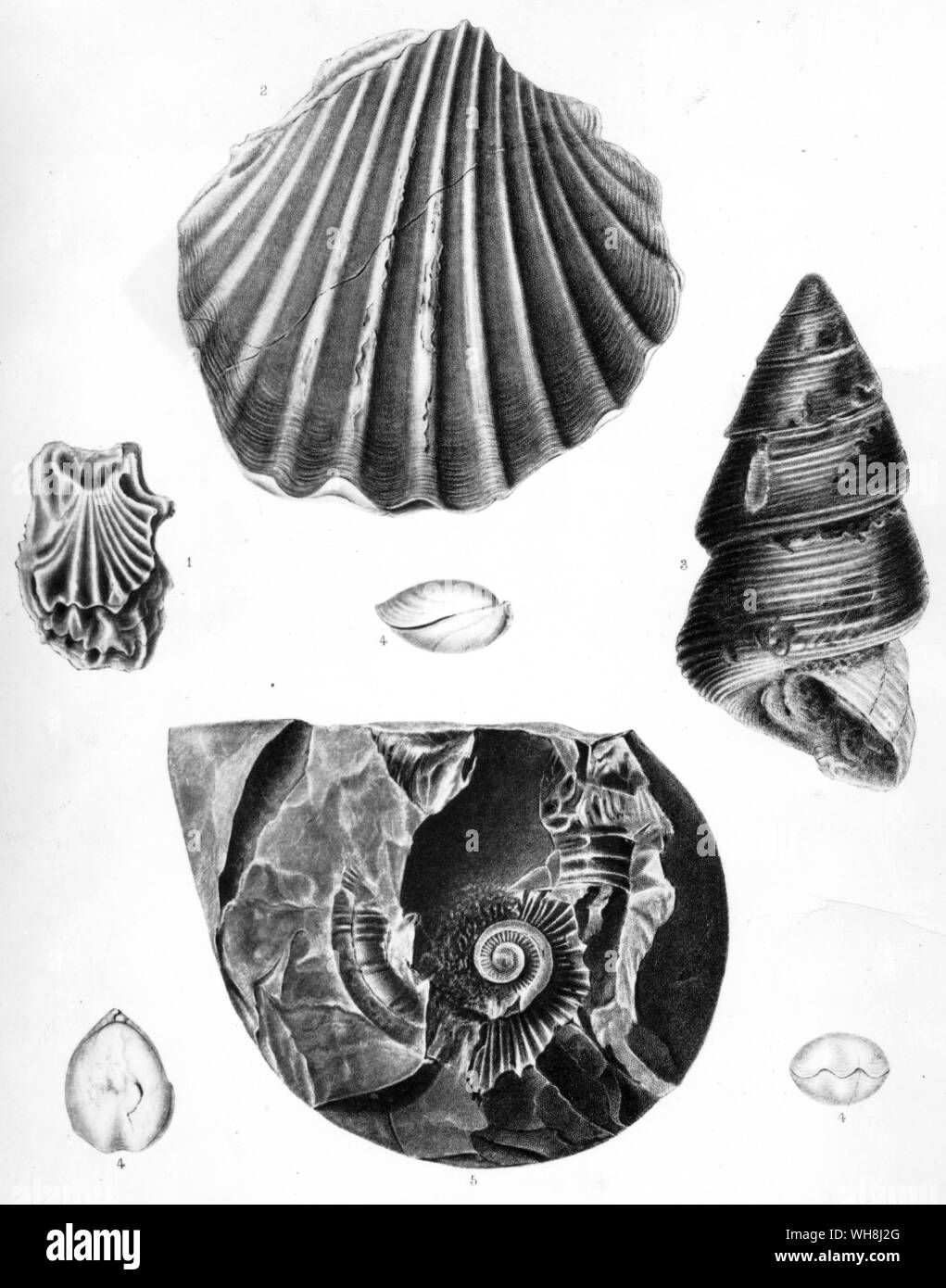 Fossile Muscheln gefunden auf der Anden. Darwin und der Beagle von Alan Moorhead, Seite 154. Stockfoto