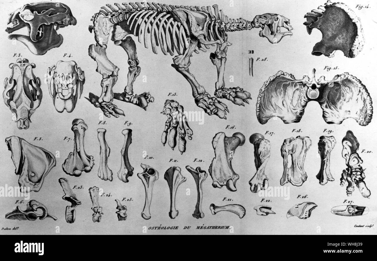 Skelett und Knochen eines Megatherium. "Als die einzigen Exemplare in Europa sind in Madrid... Dies allein reicht aus, um einige mühsame Minuten zurückzahlen." (Zitat). Darwin und der Beagle von Alan Moorhead, Seite 84. Stockfoto