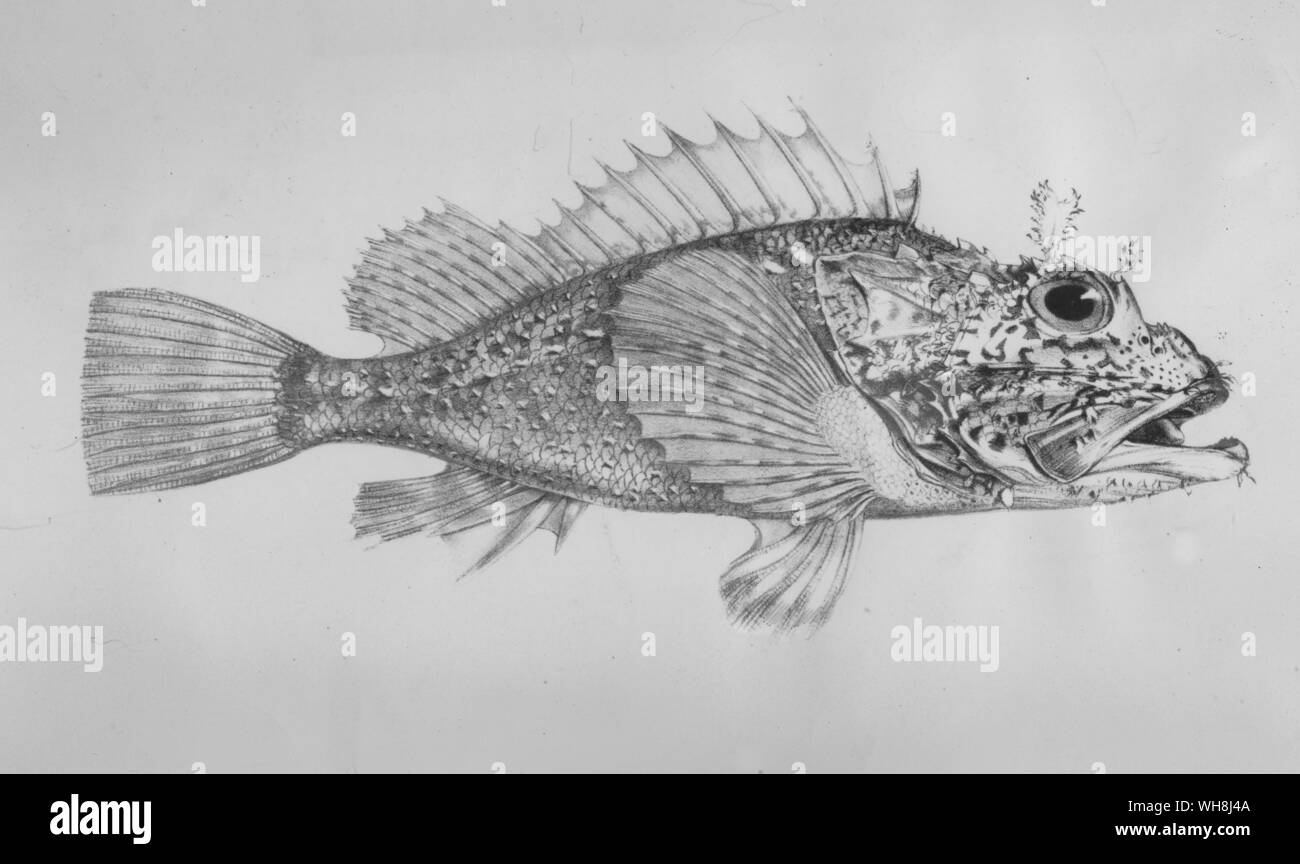 Fische im Galapagos - Scorpeana Histrio. Darwin und der Beagle von Alan Moorhead, Seite 204. Stockfoto