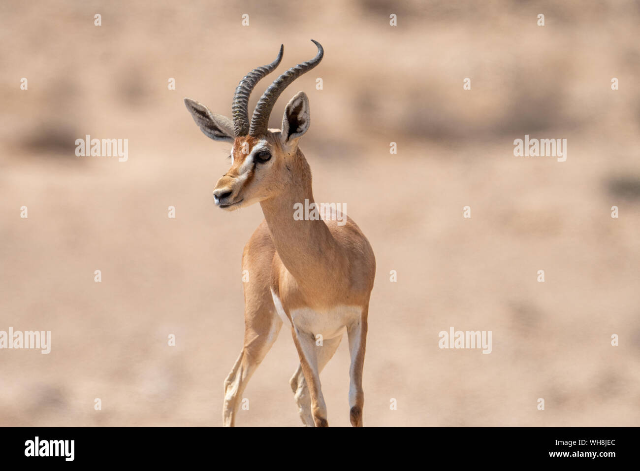 Männliche Dorcas Gazelle (Gazella dorcas) In der Wüste Negev Israel Stockfoto