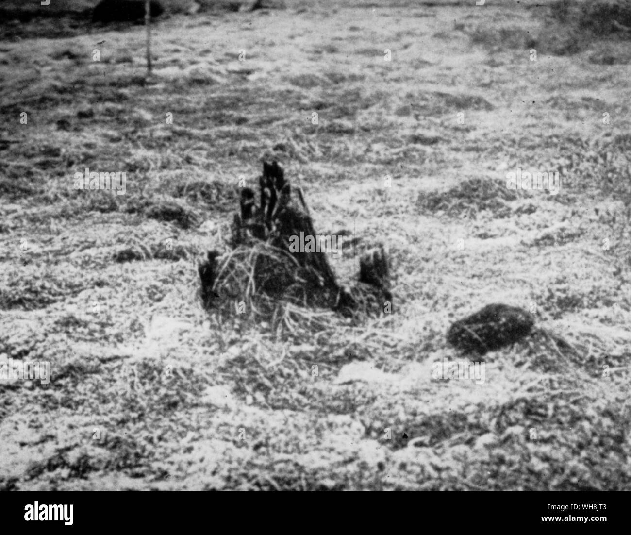 Die großen sibirischen Explosion. Der baumstumpf erwiesen sich die Explosion nicht durch einen Meteoriten 1908 verursacht Stockfoto